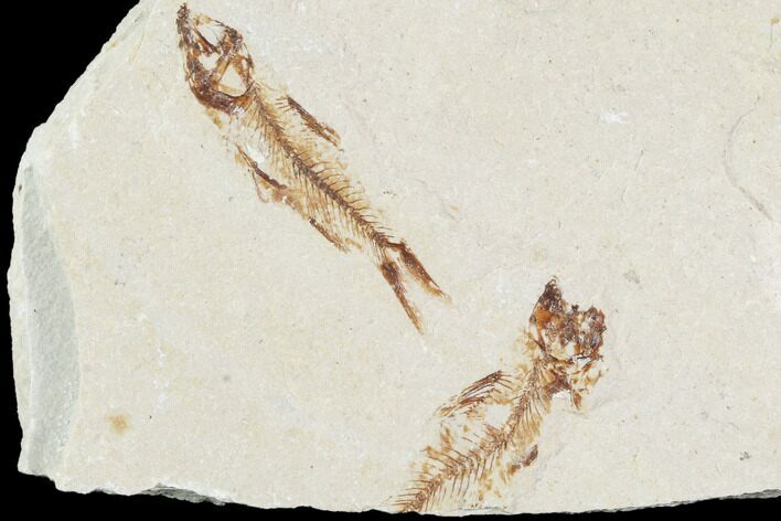 Bargain, Multiple Cretaceous Fossil Fish (Armigatus)- Lebanon #102587